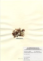 藏品(硬盾果藻)的圖片